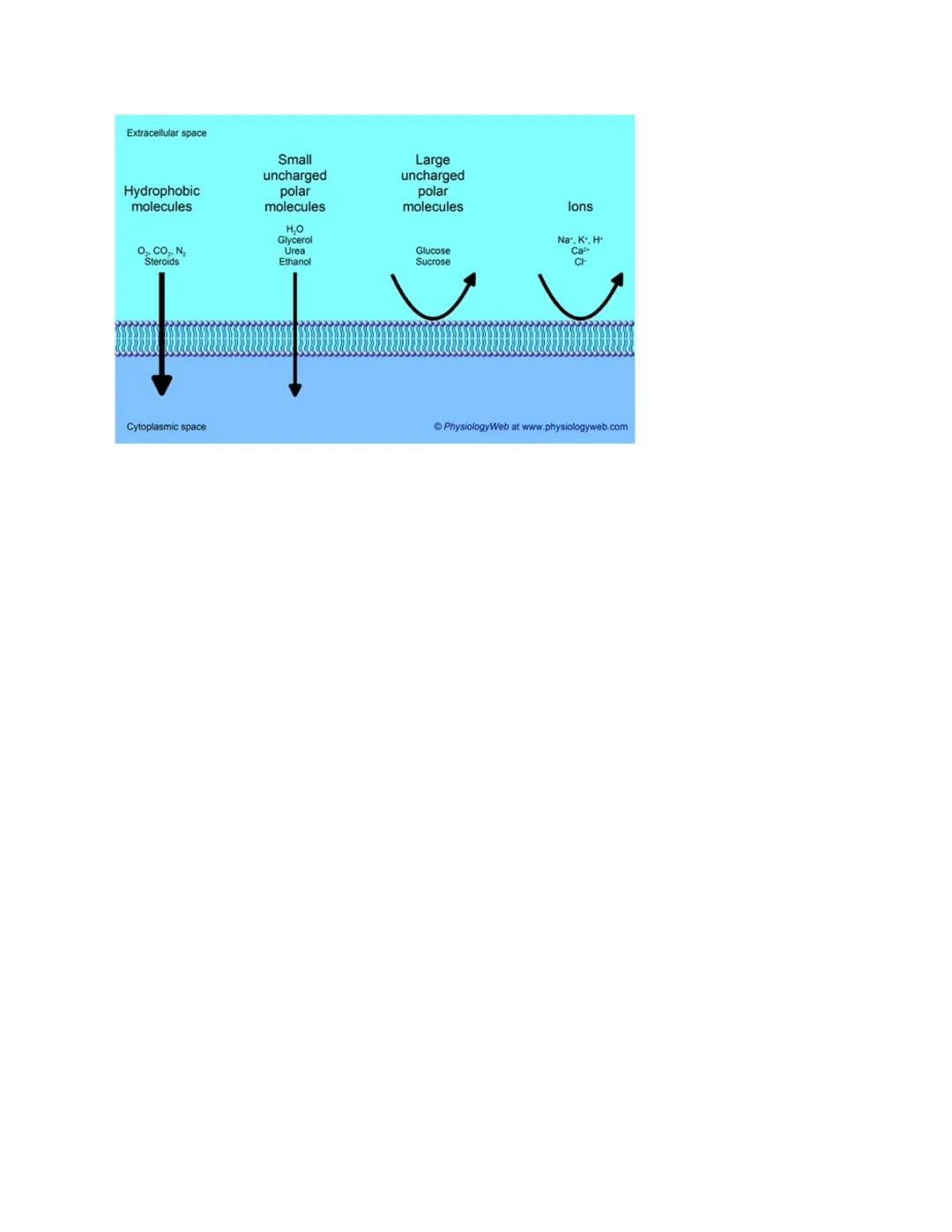 # Cell Membrane

All cells have common needs
- All of these needs are met by the cell membrane
1. Communication with other cells
2. Taking i