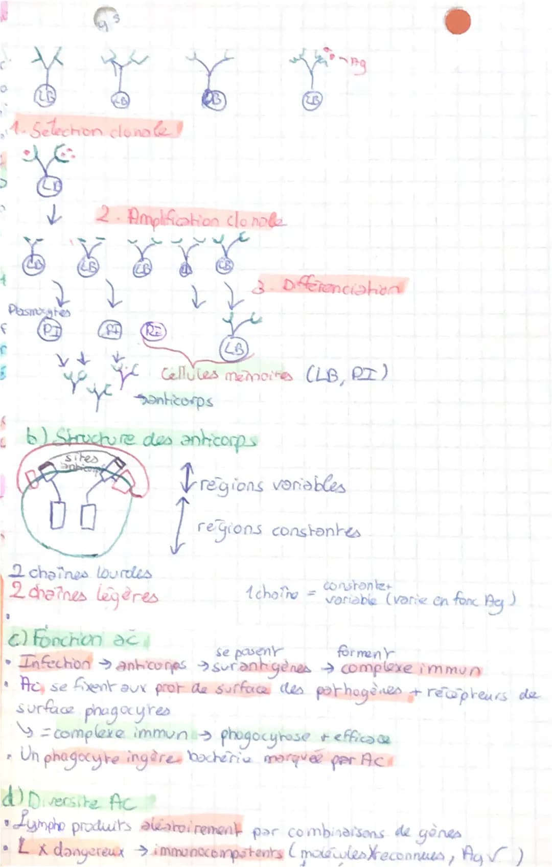 svt

Corps humain et sonte B

Chapitre 1: L'immunite innee

I. Cellules impliquees
*   Réponse immunitaire à n'importe quel endroit as l'org