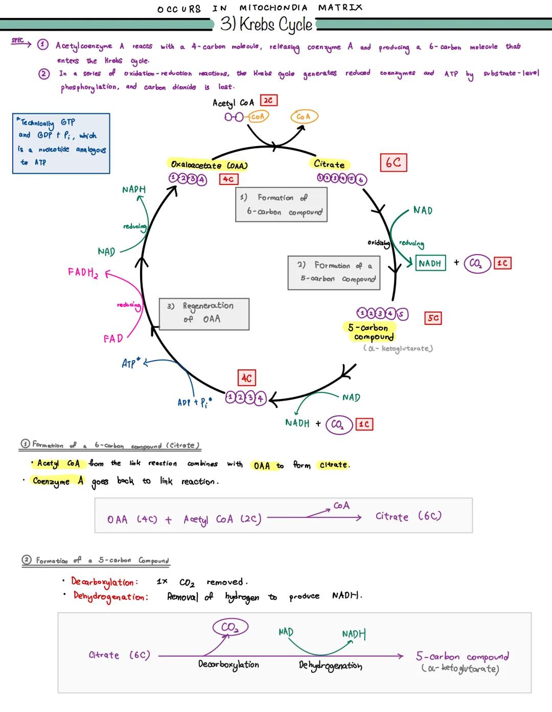 
<p>The Krebs cycle, also known as the citric acid cycle or TCA cycle, is the process that takes place in the mitochondria matrix. It is a s