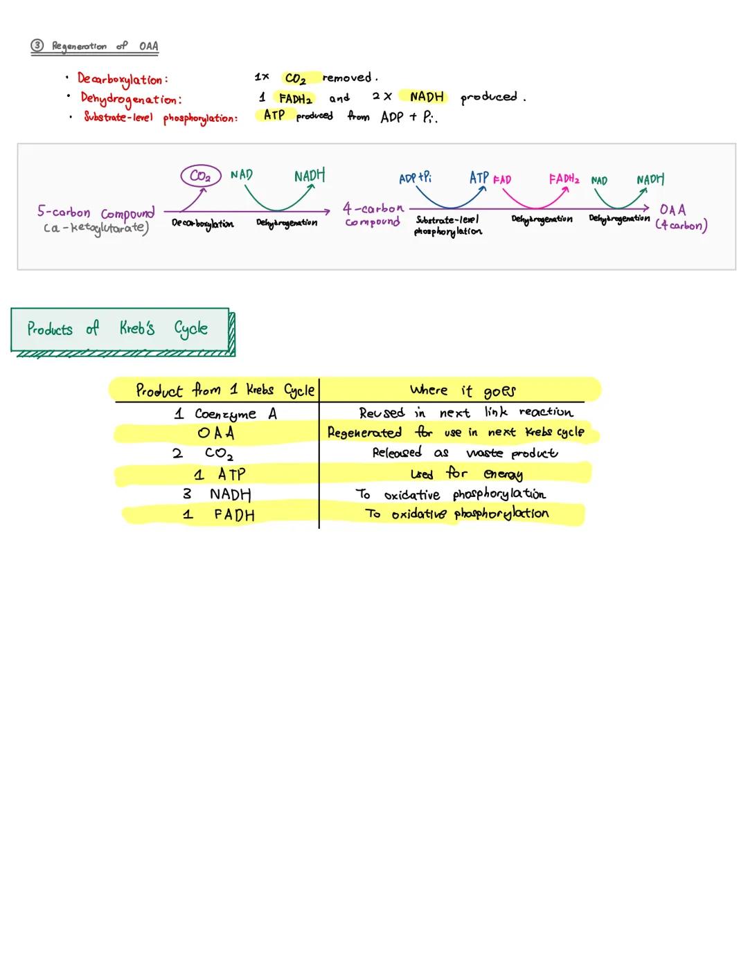 
<p>The Krebs cycle, also known as the citric acid cycle or TCA cycle, is the process that takes place in the mitochondria matrix. It is a s
