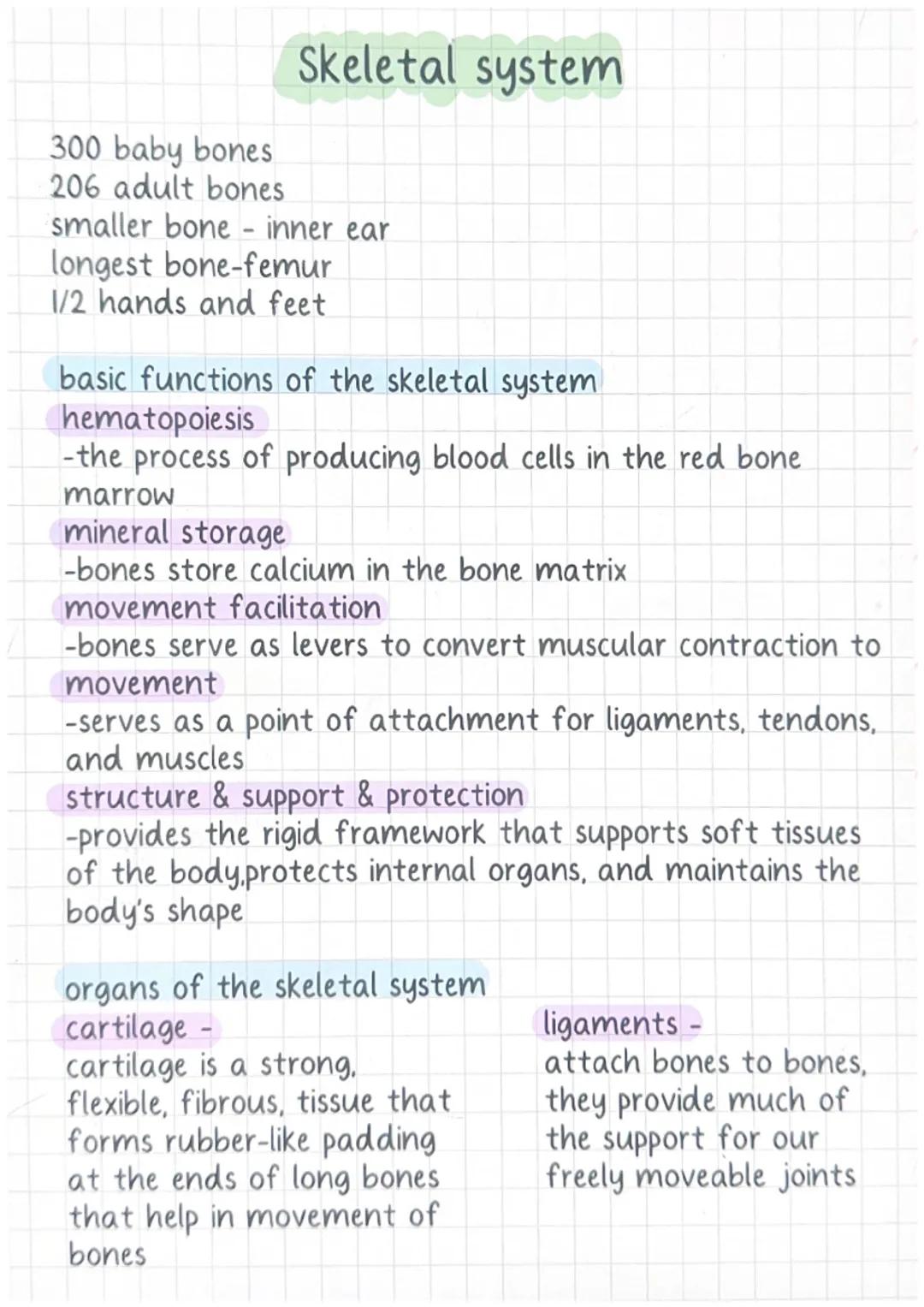 Skeletal system

300 baby bones
206 adult bones
smaller bone - inner ear
longest bone-femur
1/2 hands and feet

basic functions of the skele