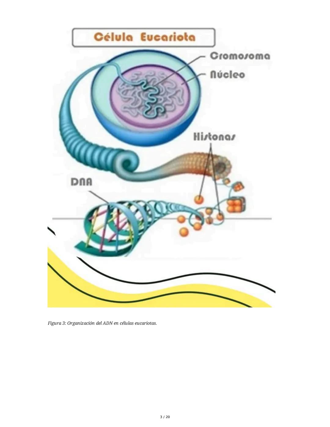 Regulación de la Síntesis de β-Galactosidasa en *Escherichia coli*

1. Definición de Conceptos Clave
Genoma, Gen, Cromosoma, Exón, Intrón, m