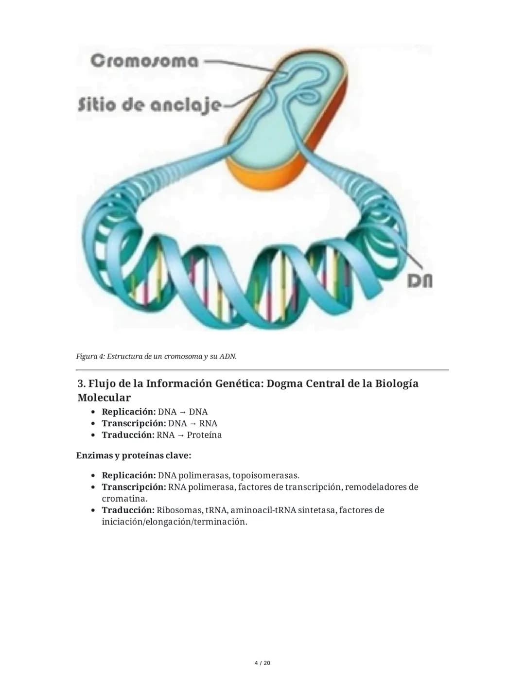 Regulación de la Síntesis de β-Galactosidasa en *Escherichia coli*

1. Definición de Conceptos Clave
Genoma, Gen, Cromosoma, Exón, Intrón, m