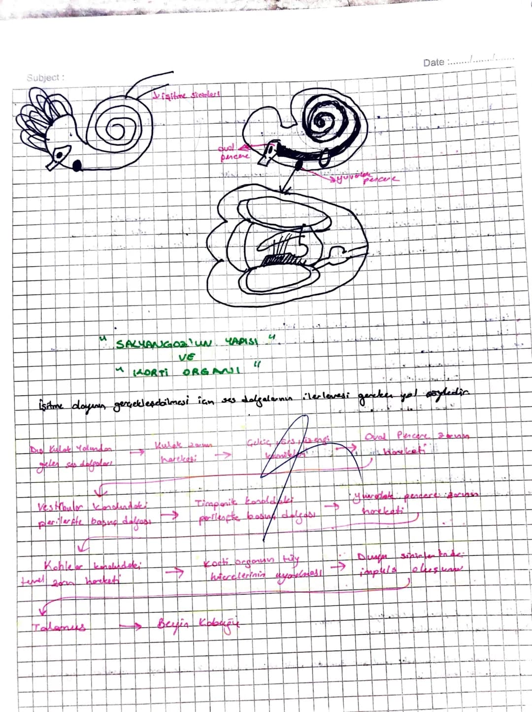 Subject:

#KWAK#

• isitme ve dange orgonider.

• Da kisunden olyur
a) Dig Kulole
Orta Kulak
iç Kulak

Date........

İşitme Sinirler

Üzengi