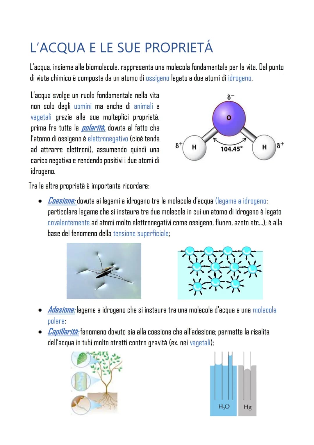 # L'ACQUA E LE SUE PROPRIETÁ

L'acqua, insieme alle biomolecole, rappresenta una molecola fondamentale per la vita. Dal punto
di vista chimi