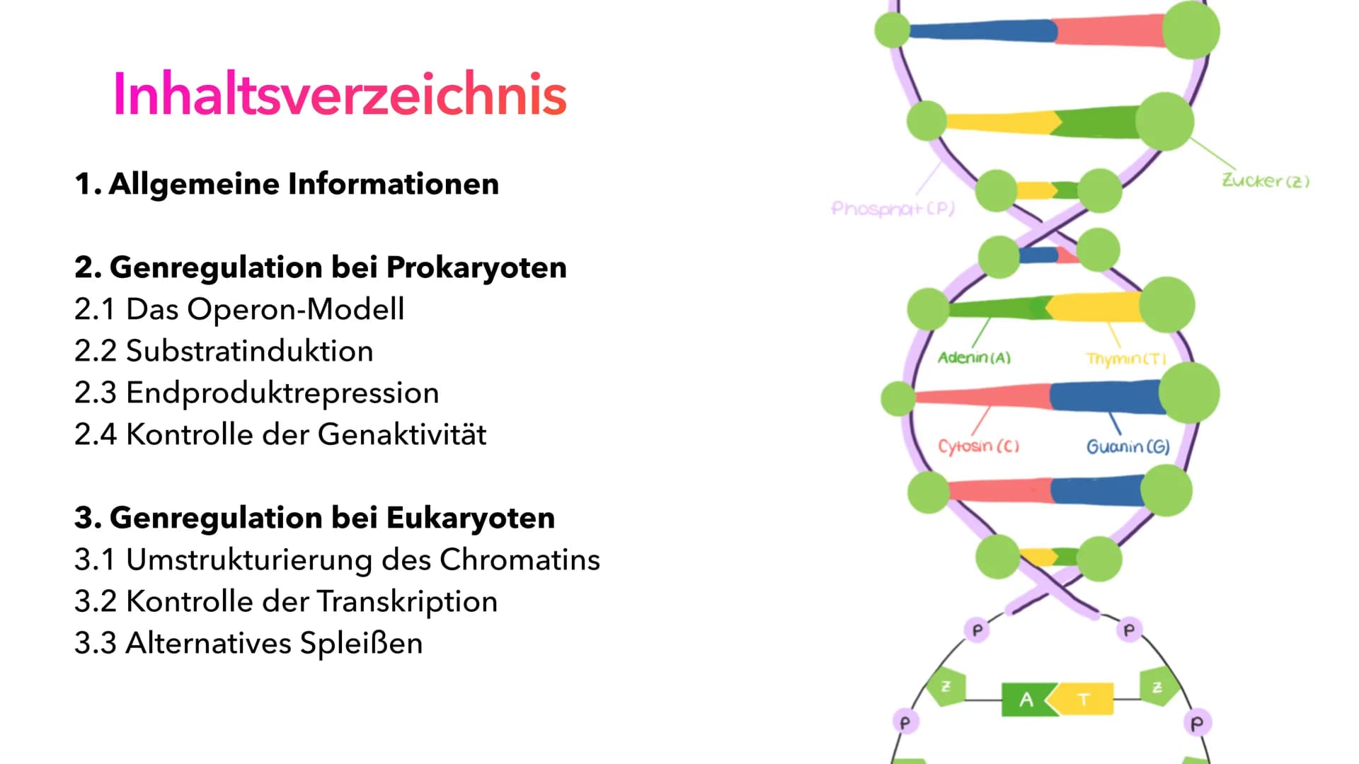 Phosphat (P)

Adenin (A)

Thymin(T)

Cytosin (C)

Guanin (G)

P
P

Genregulation

Z
Z
A
T
P
P
Pia Lindau & Mali Nilles; Biologie GK, Herr Fö