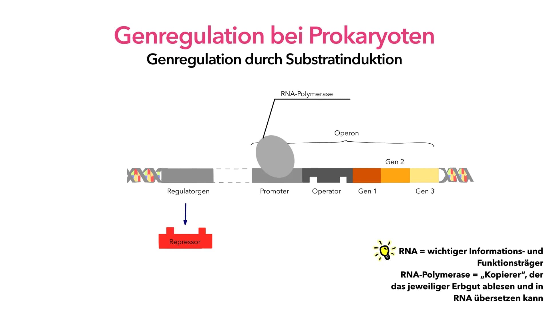 Phosphat (P)

Adenin (A)

Thymin(T)

Cytosin (C)

Guanin (G)

P
P

Genregulation

Z
Z
A
T
P
P
Pia Lindau & Mali Nilles; Biologie GK, Herr Fö
