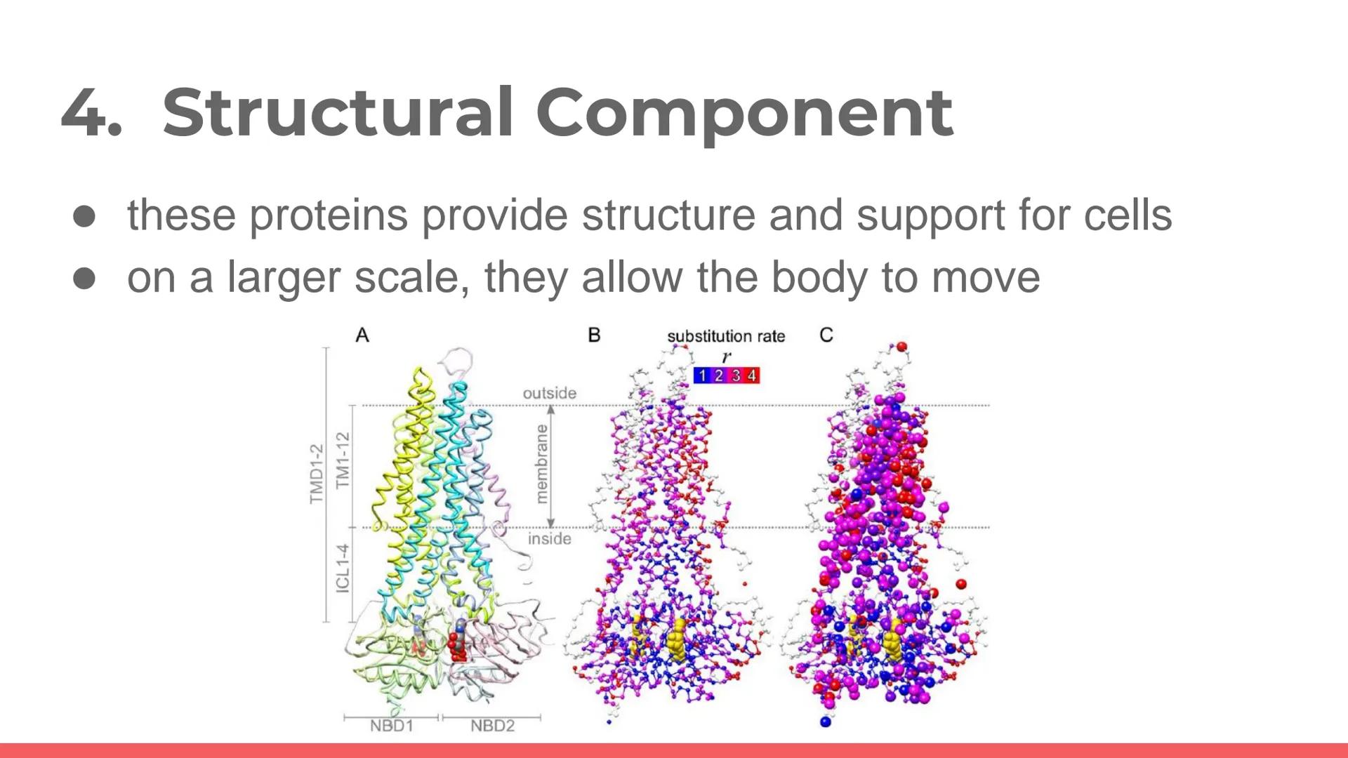 # PROTEIN

Protein. PROTEIN # PROTEINS

- It is a large biomolecule, it is made of one or more
long chains of amino acid residues.
- There a