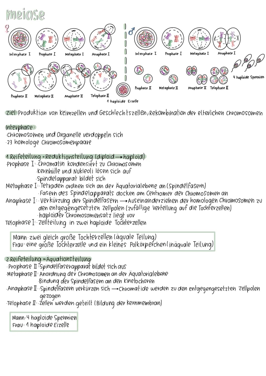 meiose

오

8

Interphase I Prophase I

Metaphase I

Anaphase I

Interphase I Prophase I Metaphase I

Anaphase I

4 haploide Spermien

Propha