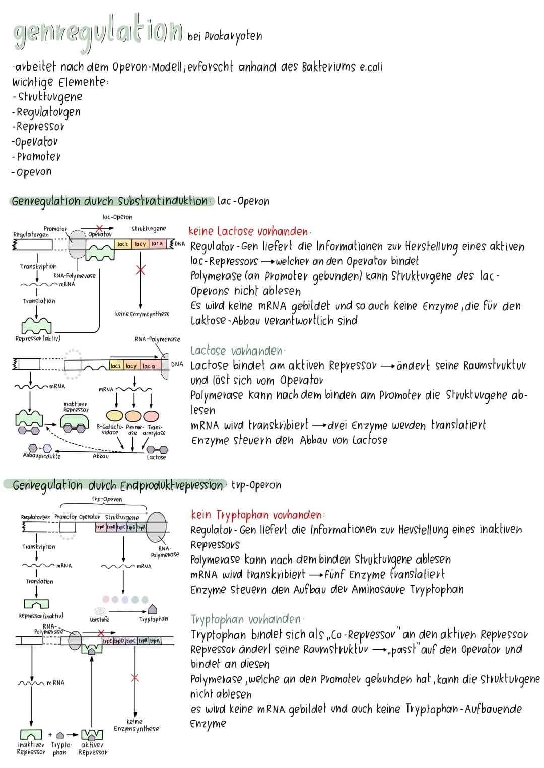 meiose

오

8

Interphase I Prophase I

Metaphase I

Anaphase I

Interphase I Prophase I Metaphase I

Anaphase I

4 haploide Spermien

Propha