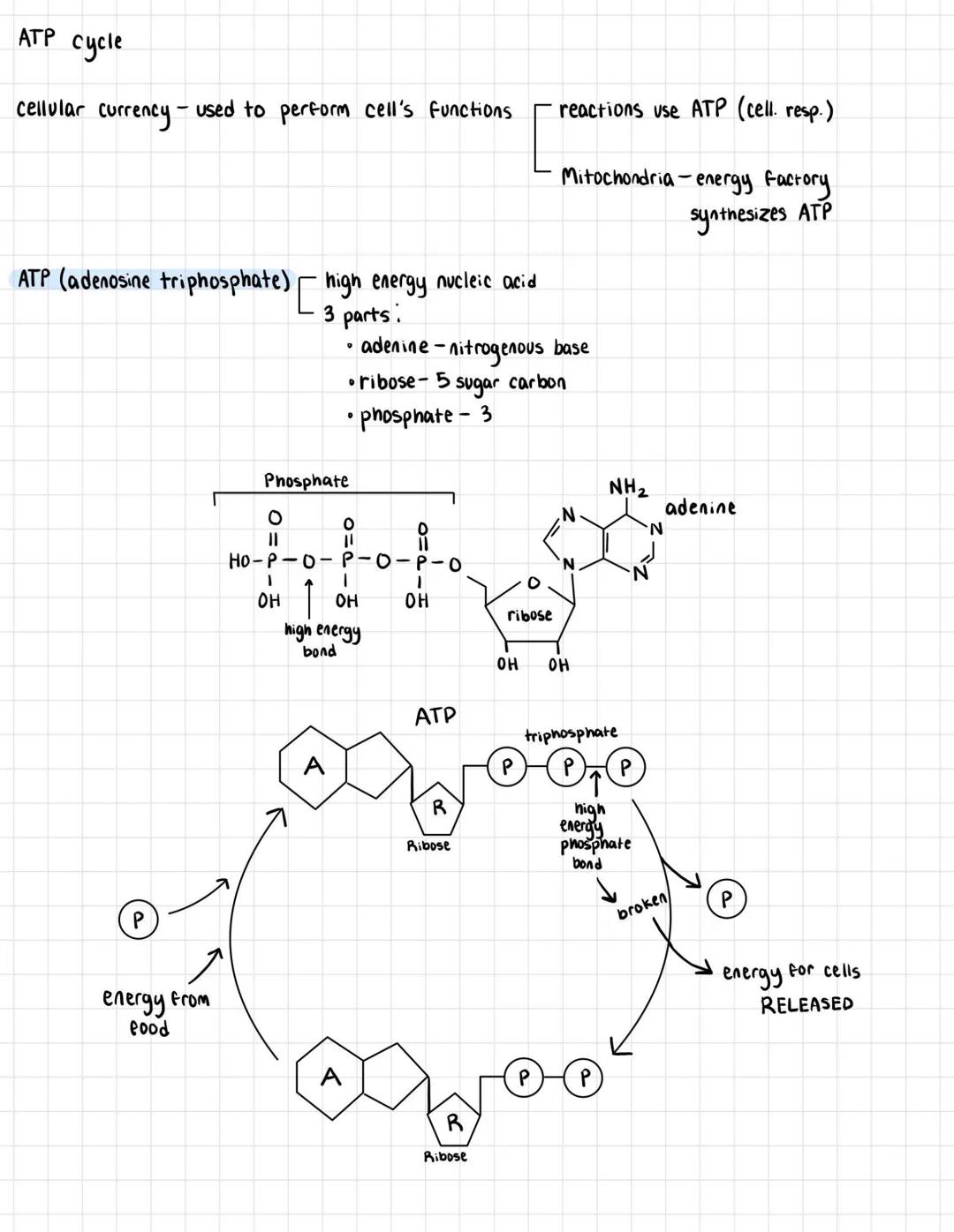 # ATP cycle

cellular currency used to perform cell's functions

reactions use ATP (cell. resp.)

Mitochondria-energy Factory
synthesizes AT
