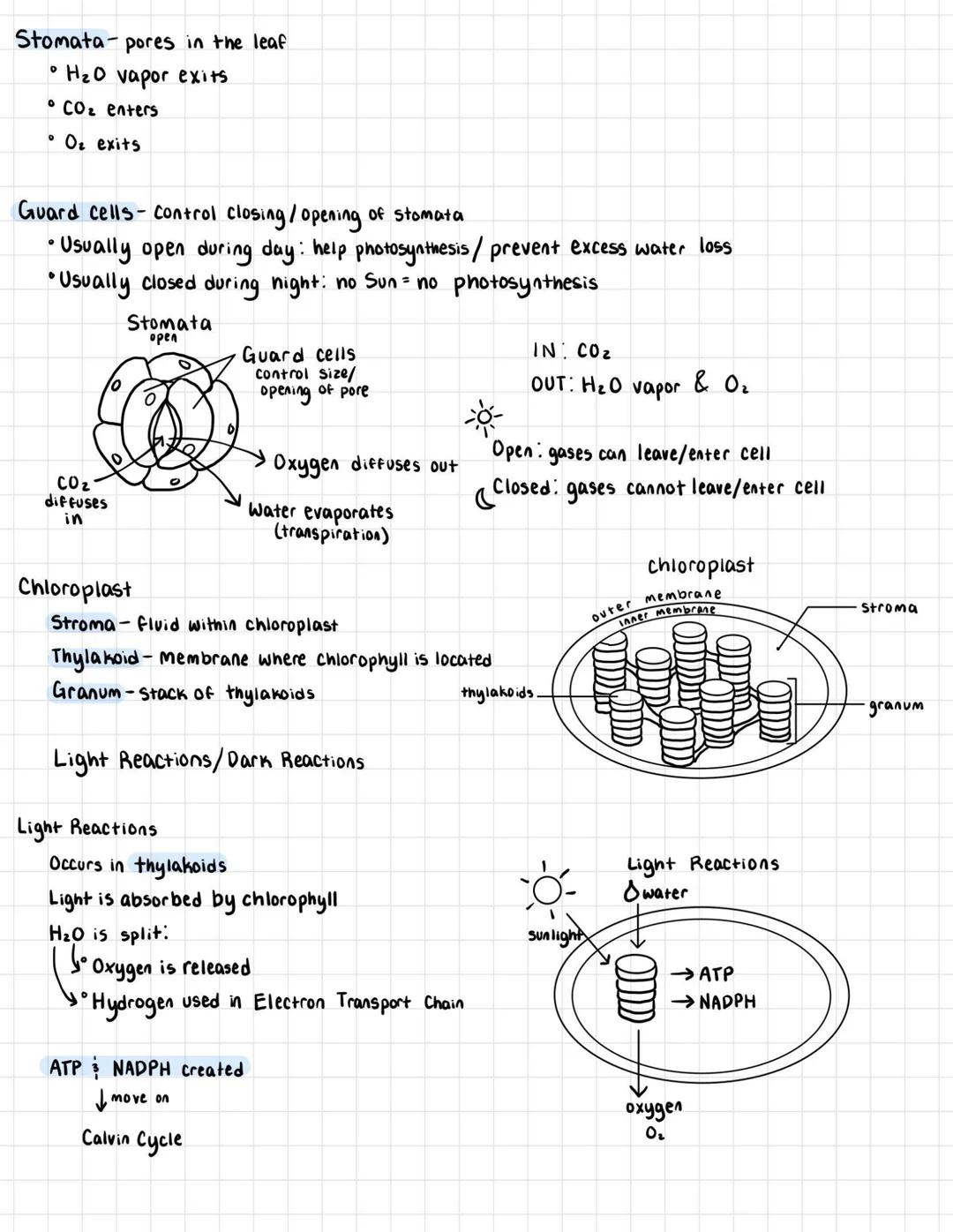 # ATP cycle

cellular currency used to perform cell's functions

reactions use ATP (cell. resp.)

Mitochondria-energy Factory
synthesizes AT
