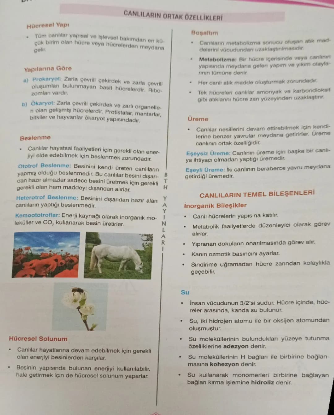 # CANLILARIN ORTAK ÖZELLİKLERİ

Hücresel Yapı

*   Tüm canlılar yapısal ve işlevsel bakımdan en kü
    çük birim olan hücre veya hücrelerden