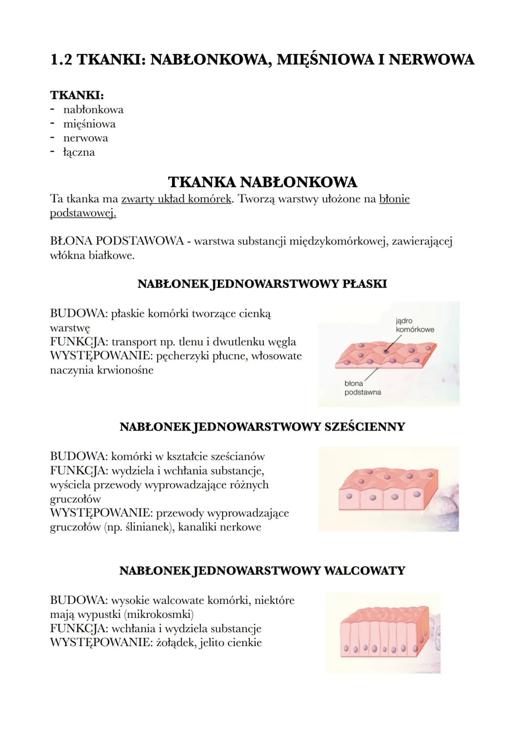 # 1.2 TKANKI: NABŁONKOWA, MIĘŚNIOWA I NERWOWA

TKANKI:
- nabłonkowa
- mięśniowa
- nerwowa
- łączna

TKANKA NABŁONKOWA

Ta tkanka ma zwarty u