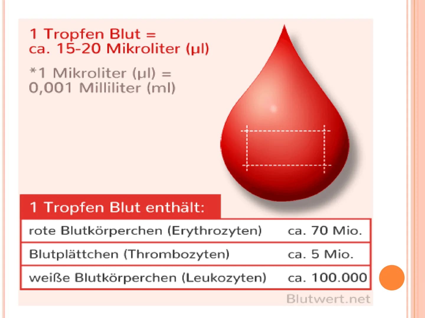 # DAS BLUT # GLIEDERUNG

*   Allgemeines über Blut
*   Bestandteile des Blutes
*   Funktionen des Blutes
*   Rote Blutzellen
*   Weiße Blutz