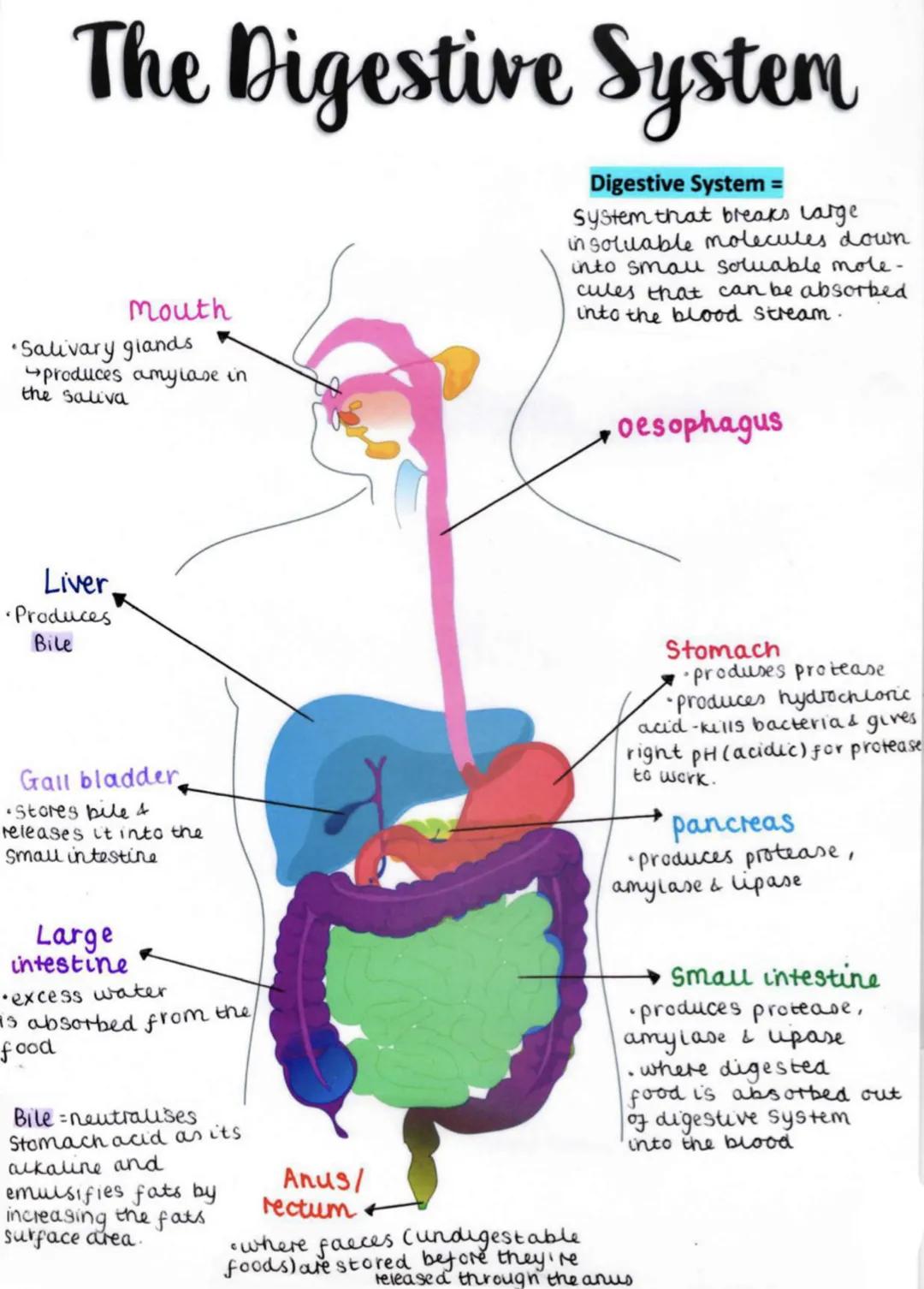 # The Digestive System

## Mouth
* Salivary glands
produces amylase in
the saliva

## Digestive System =
System that breaks Large
in soluabl