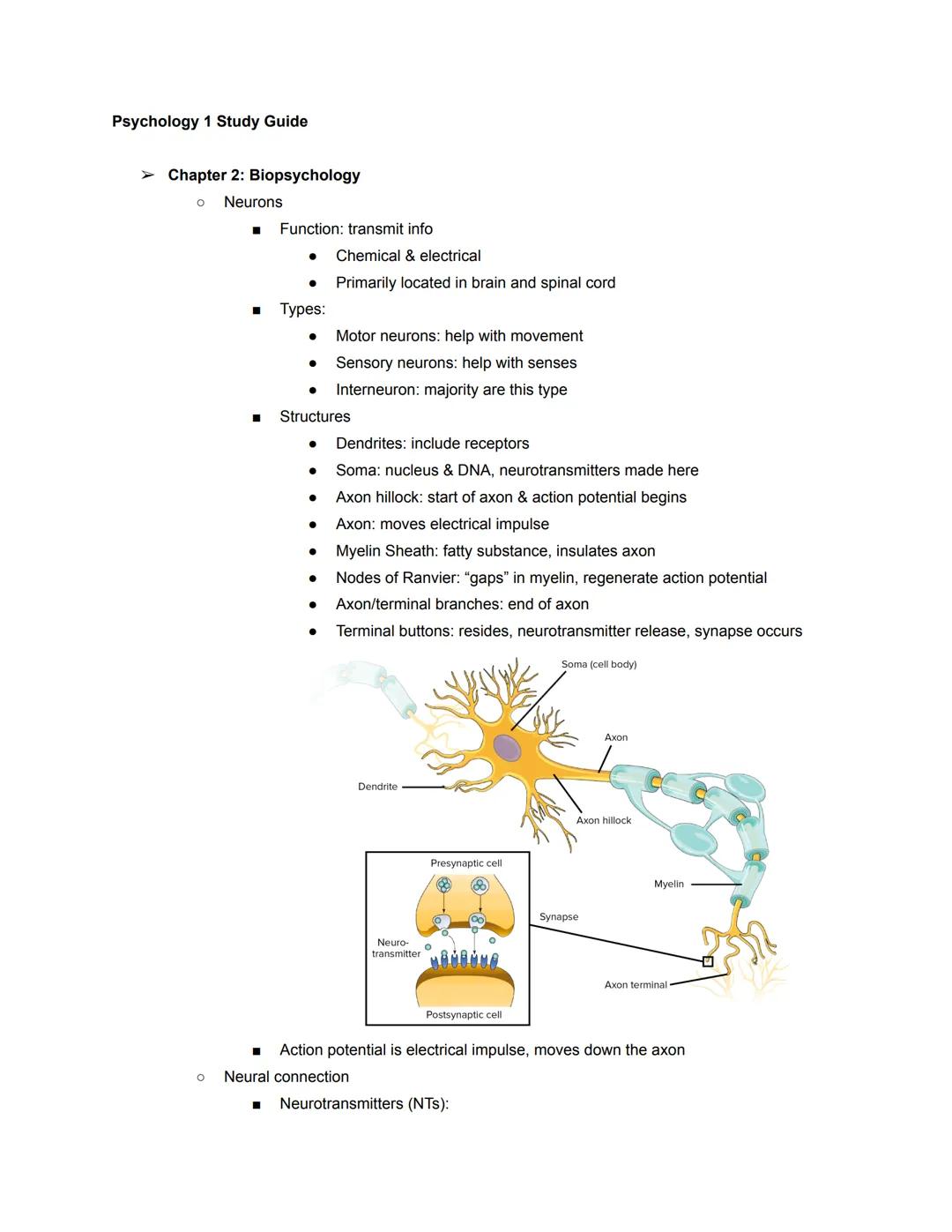 Psychology 1 Study Guide

➤ Chapter 2: Biopsychology
  ○ Neurons
    ■ Function: transmit info
      * Chemical & electrical
      * Primari