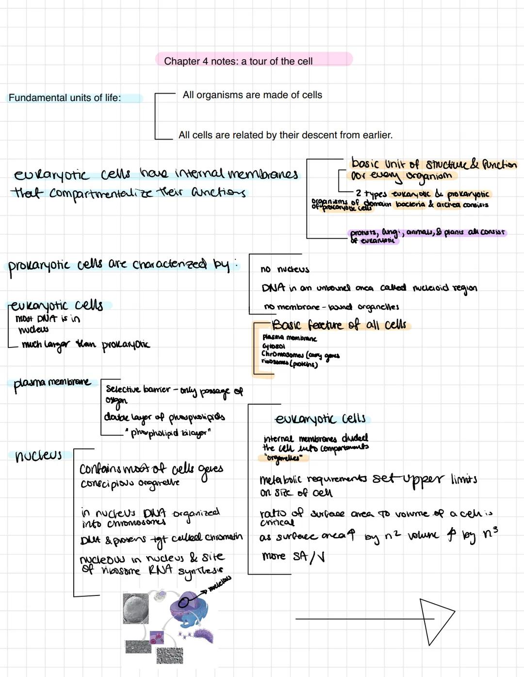 # Chapter 3 Carbon & molecular diversity of life

Proteins include a diversity of structures, resulting in a wide range of functions:

- Pro