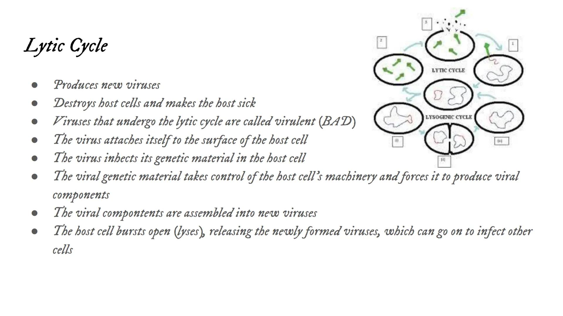 # Intro to Viruses Viruses

• Small, non-living particles
• Made of either DNA or RNA & are surrounded by a protein coat
• Can only be broke