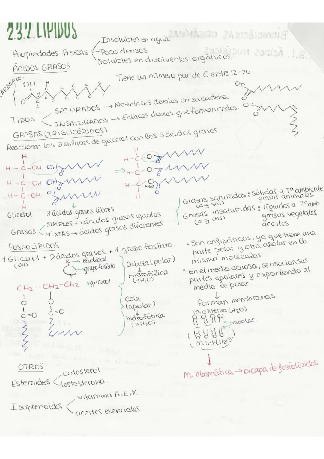 //
T2 Birguíshica
3-10-22.
29.९.९
BICELEMENTOS: aquellos elementos de la tabla periódica que forman parte de
la materia viva.
Primarios (98%