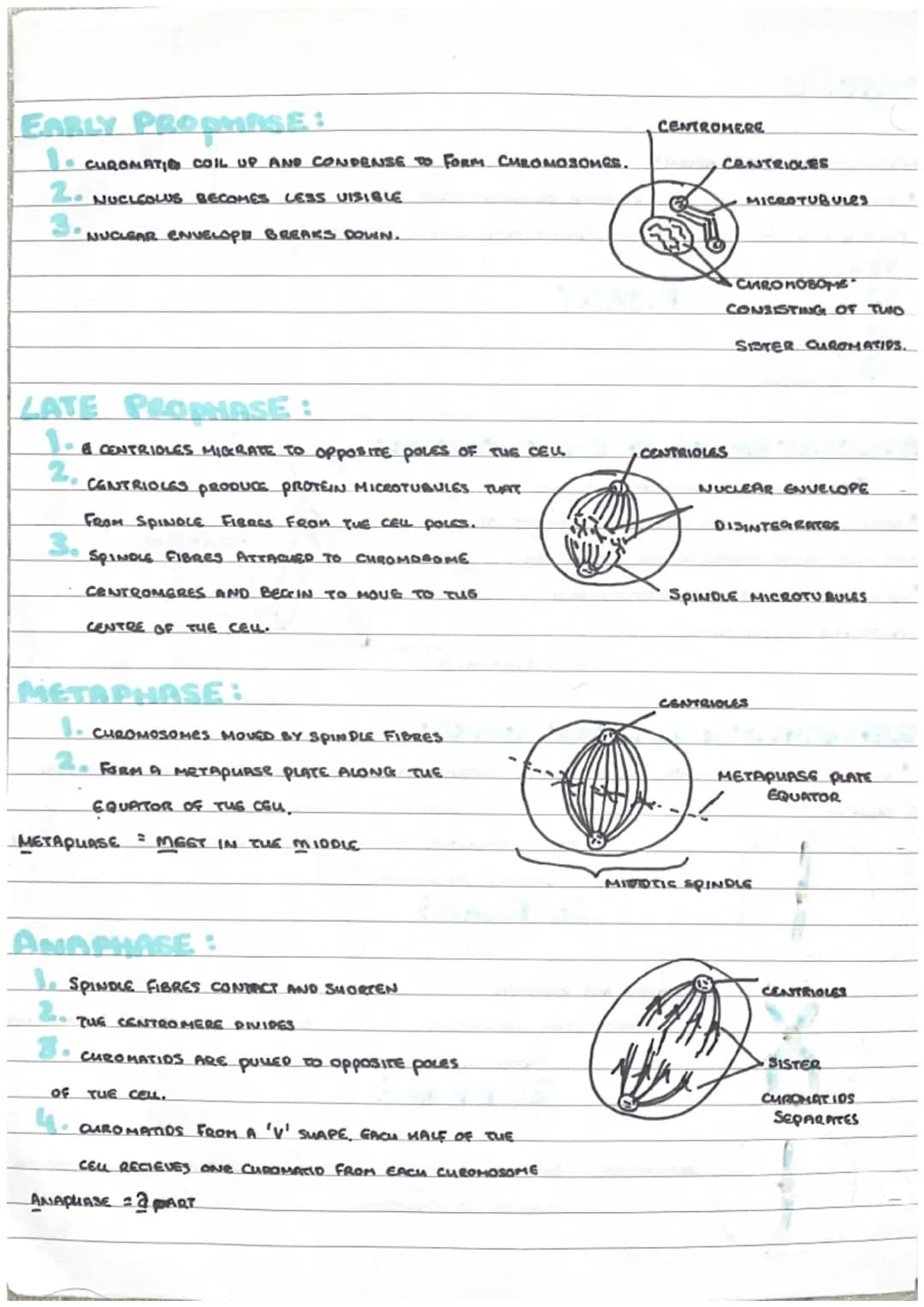 # Mitosis

MITOSIS = NUCLEAR DIVISION

*   PRODUCES TWO GENETICALLY IDENTICAL DAUGHTER CRUS.

MITOSIS IS A CONTINUOUS SEQUENG BUT DIVIDED IN