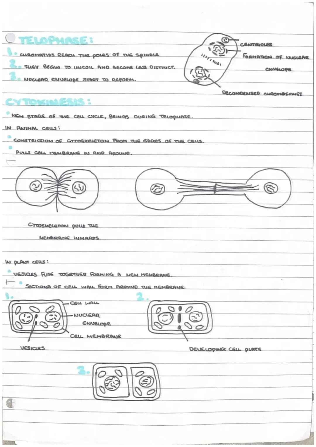 # Mitosis

MITOSIS = NUCLEAR DIVISION

*   PRODUCES TWO GENETICALLY IDENTICAL DAUGHTER CRUS.

MITOSIS IS A CONTINUOUS SEQUENG BUT DIVIDED IN