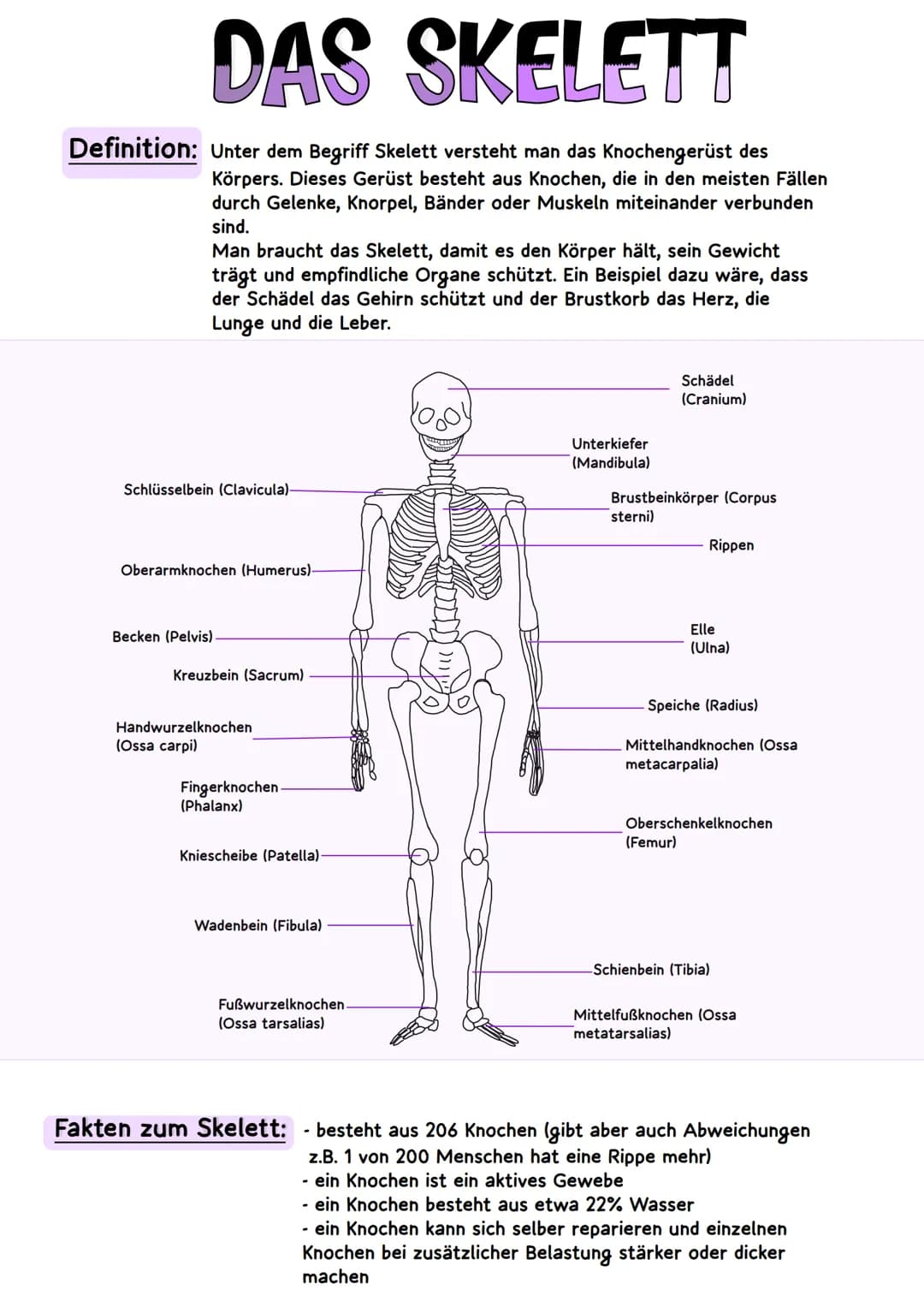 # DAS SKELETT

Definition: Unter dem Begriff Skelett versteht man das Knochengerüst des
Körpers. Dieses Gerüst besteht aus Knochen, die in d