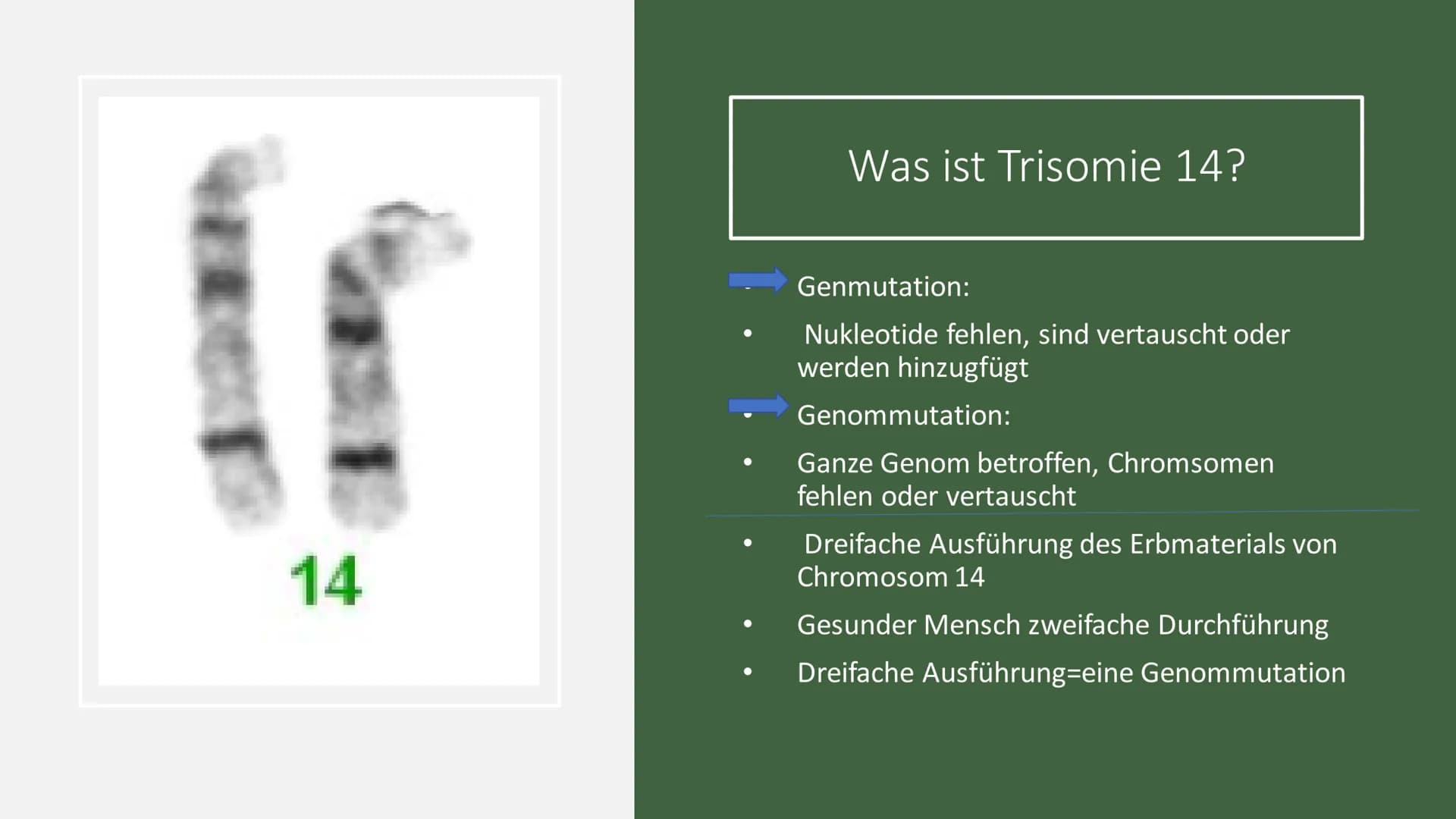 Trisomie 14 # Struktur

- Was ist Trisomie 14?
- Häufigkeit
- Formen
- Symptome
- Diagnose
- Therapie 14

Was ist Trisomie 14?

$
\longright