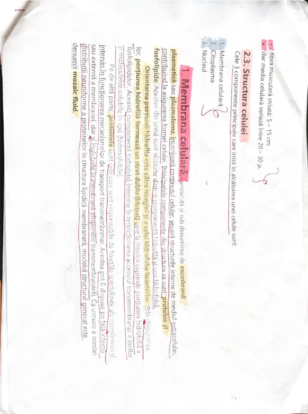 # Celula

strictWda

Celula reprezintă unitatea de baza (fundamentala) morfo-funcţională și genetică a organizării
materiei vii. Ea este cap