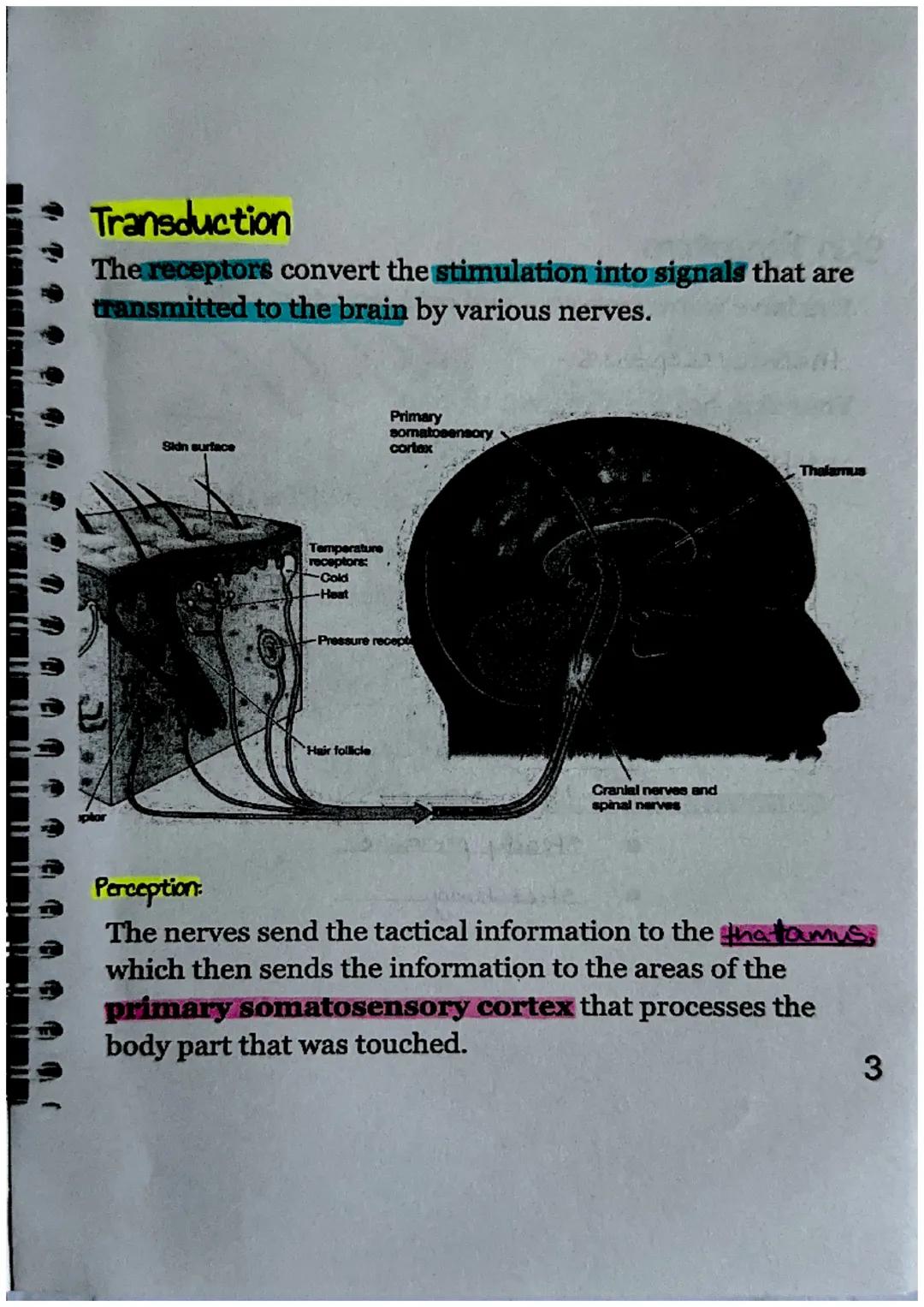 Sensory Receptors
What is a sensory receptor?
a newon designed

Sensory receptors can be classified into six different
types.

| Type of Rec
