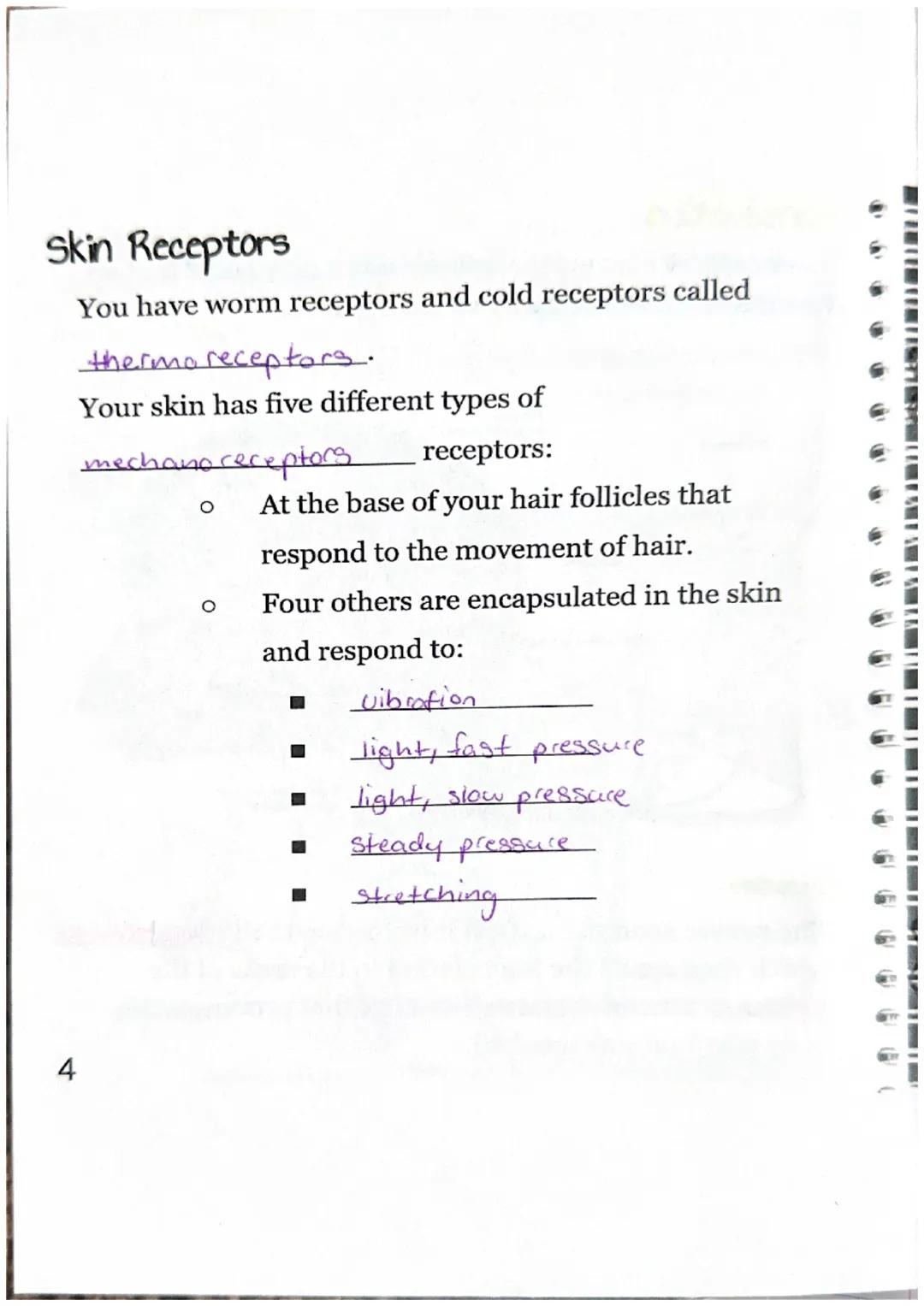 Sensory Receptors
What is a sensory receptor?
a newon designed

Sensory receptors can be classified into six different
types.

| Type of Rec