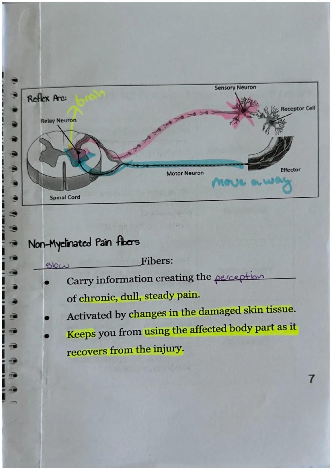Sensory Receptors
What is a sensory receptor?
a newon designed

Sensory receptors can be classified into six different
types.

| Type of Rec