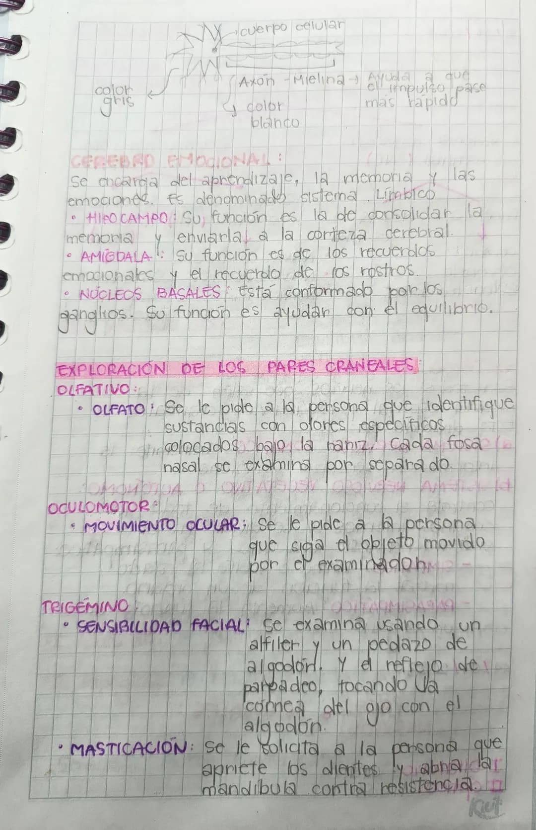 CEREBRO INSTINTIVO:
*   TALAMO: Recibe todas las señales norviocas de los
sentido.
*   HIPOTALAMO: controla todo el sistema endocrino a
trav