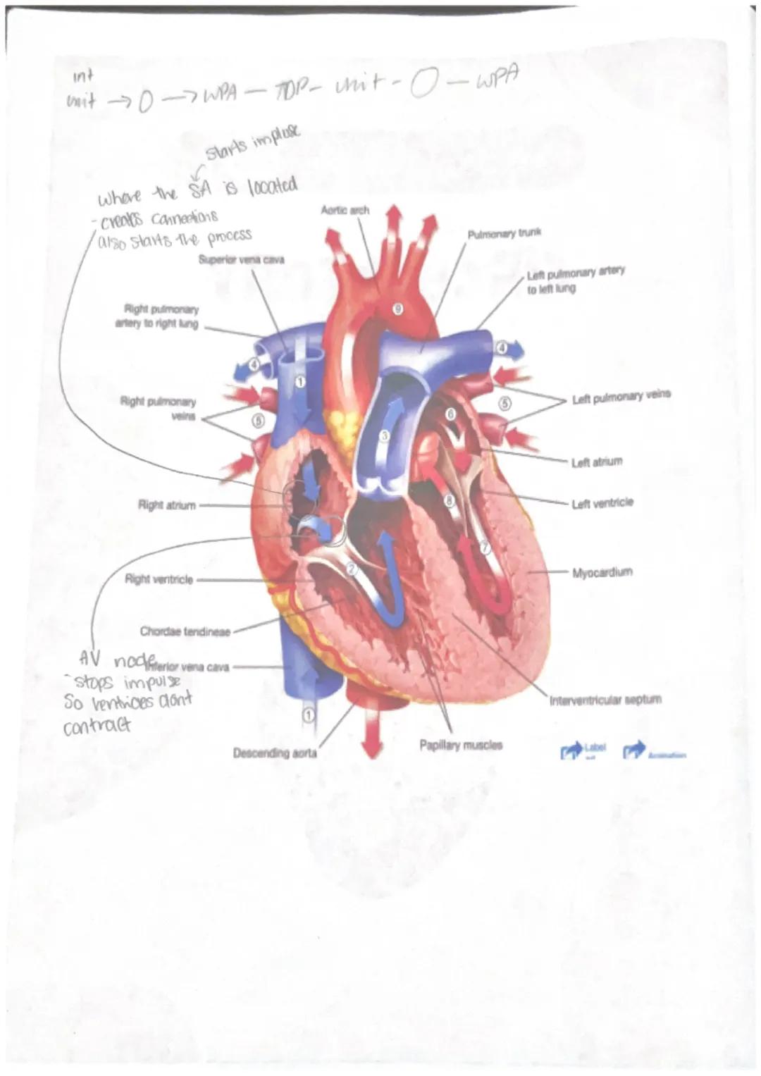 int
Unit 0 WPA-TOP-unit-O-WPA
Starts impluse
where the SA is located
- creats Connections
also starts the pmeess
Aortic arch
Pulmonary trunk