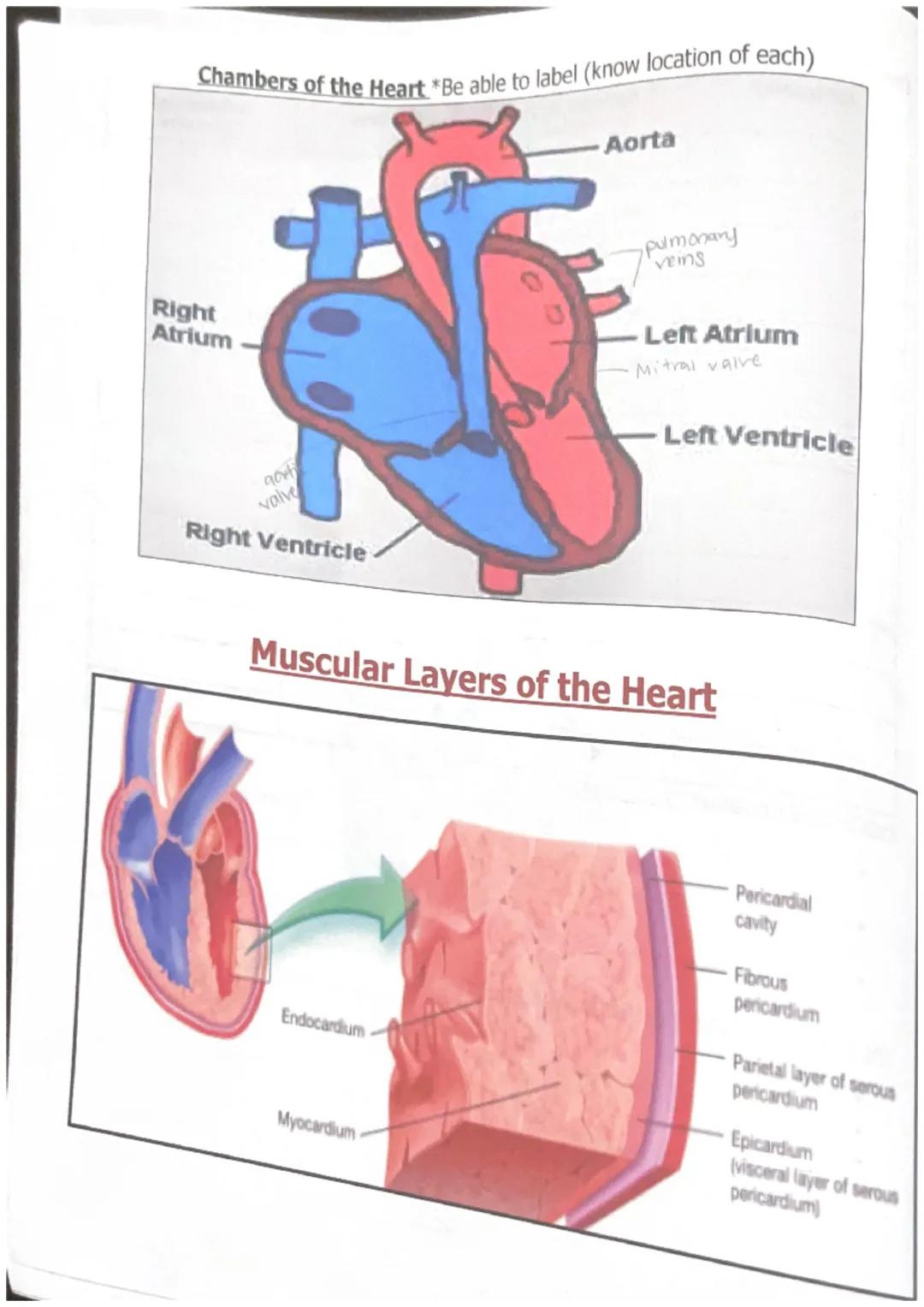 int
Unit 0 WPA-TOP-unit-O-WPA
Starts impluse
where the SA is located
- creats Connections
also starts the pmeess
Aortic arch
Pulmonary trunk