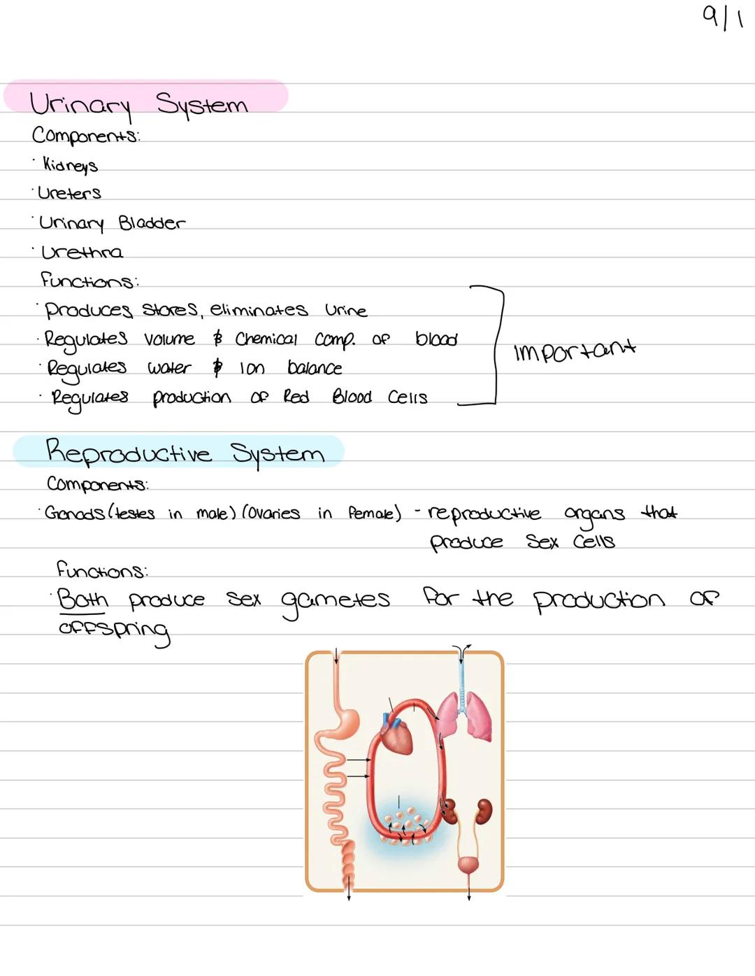 # Orientation of
## the human body 9/1

Muscular System
functions:
• Body movement
maintains posture
produces heat

nervous System
Functions