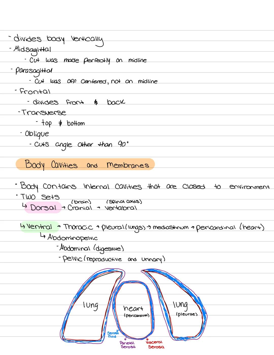 # Orientation of
## the human body 9/1

Muscular System
functions:
• Body movement
maintains posture
produces heat

nervous System
Functions