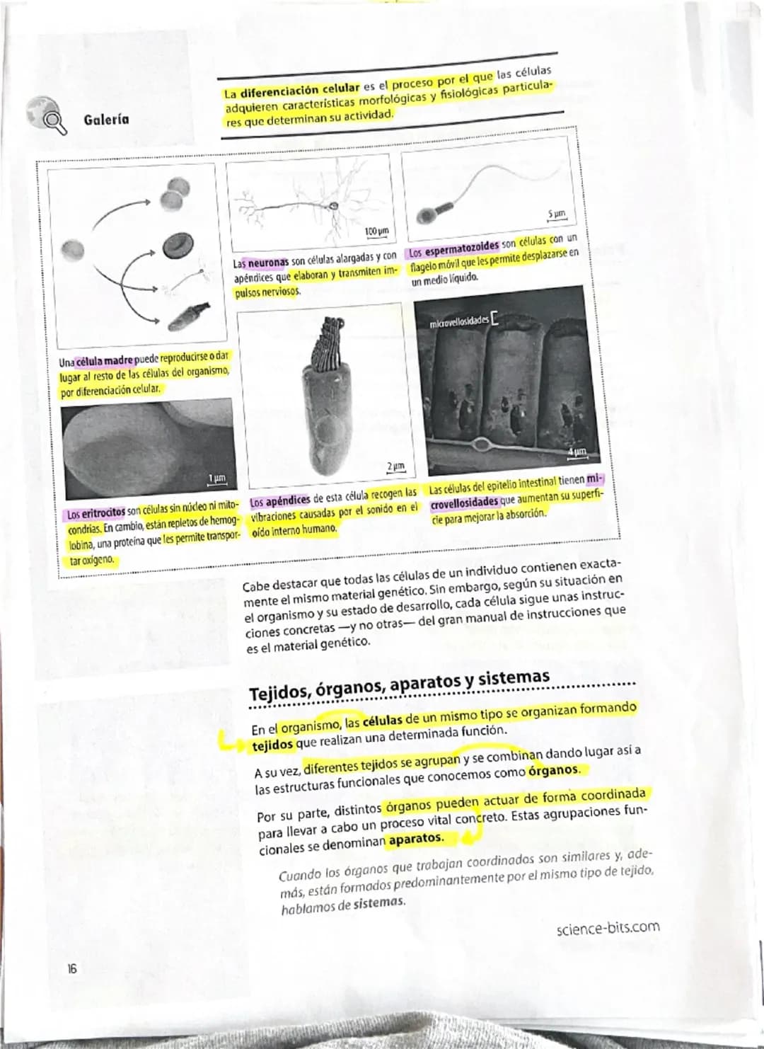 12
Explicamos
Galería
La química de la vida
Todos los seres vivos están constituidos por células, y estas, a su
vez, se componen de molécula