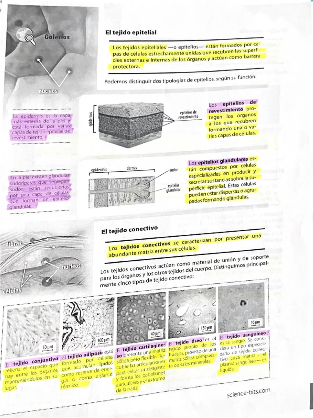 12
Explicamos
Galería
La química de la vida
Todos los seres vivos están constituidos por células, y estas, a su
vez, se componen de molécula