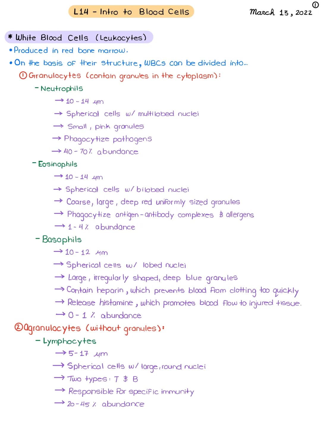 # L14 - Intro to Blood Cells

March 13, 2022 ①

* White Blood Cells (Leukocytes)

• Produced in red bone marrow.

• On the basis of their st