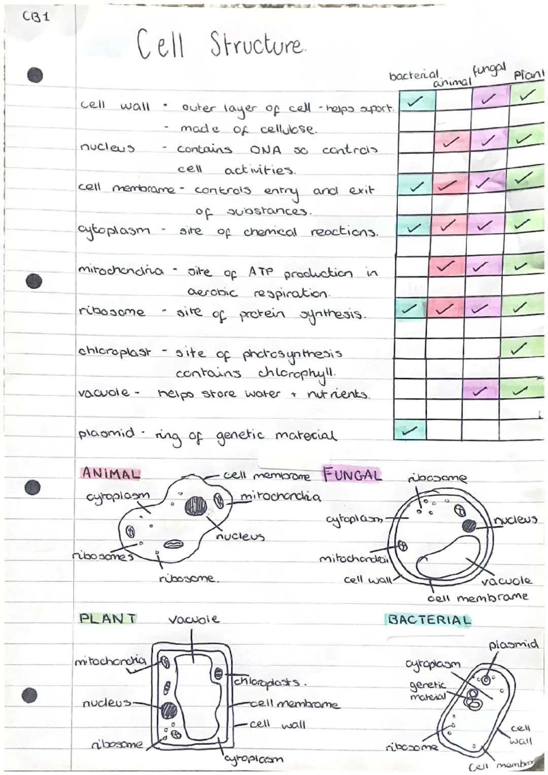 CB1
# Cell Structure.

| | bacterial | animal | fungal | Plant |
| --- | --- | --- | --- | --- |
| cell wall |  $\checkmark$ |  | $\checkmar
