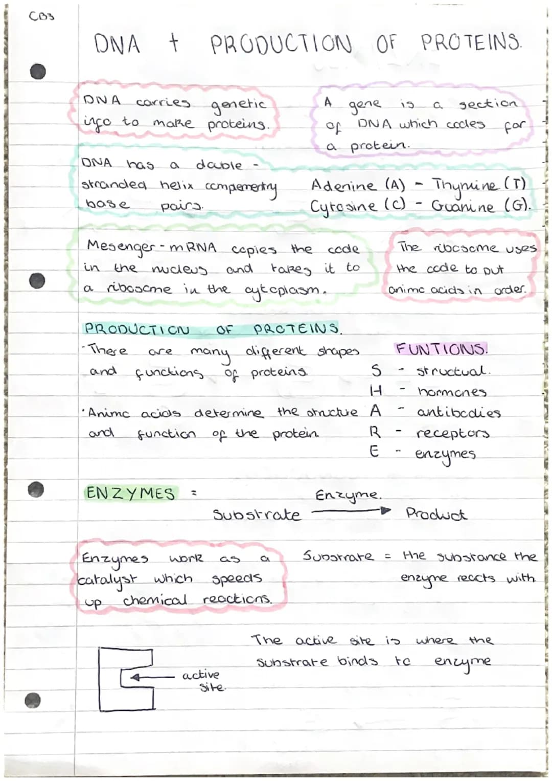 CB1
# Cell Structure.

| | bacterial | animal | fungal | Plant |
| --- | --- | --- | --- | --- |
| cell wall |  $\checkmark$ |  | $\checkmar