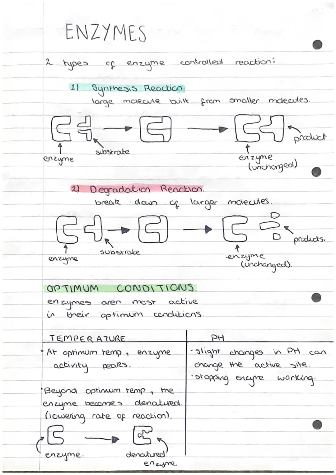 CB1
# Cell Structure.

| | bacterial | animal | fungal | Plant |
| --- | --- | --- | --- | --- |
| cell wall |  $\checkmark$ |  | $\checkmar