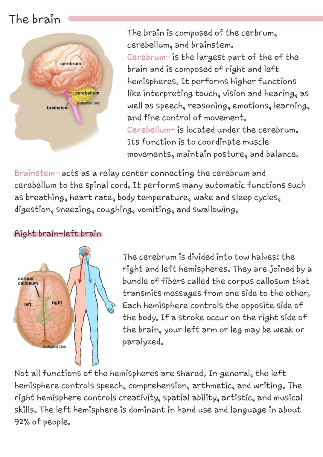 # The brain


cerebrum

cerebellum

Mayfield Clinic

brainstem

The brain is composed of the cerbrum,
cerebellum, and brainstem.

Cerebrum- 