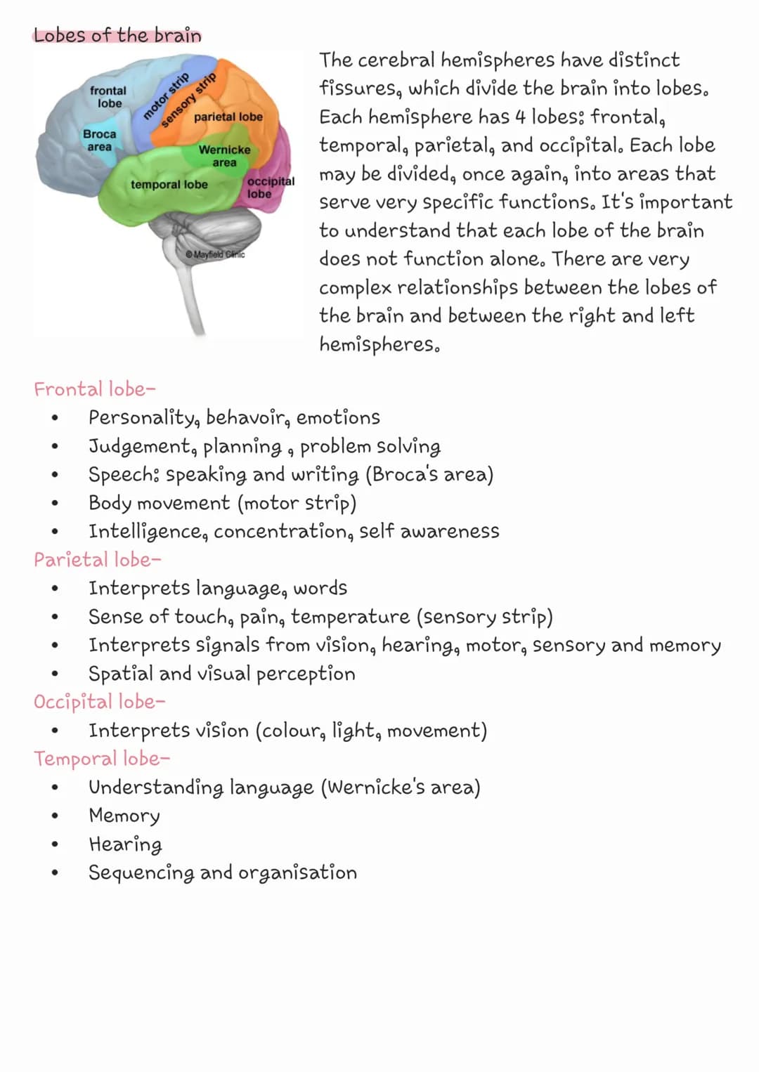 # The brain


cerebrum

cerebellum

Mayfield Clinic

brainstem

The brain is composed of the cerbrum,
cerebellum, and brainstem.

Cerebrum- 