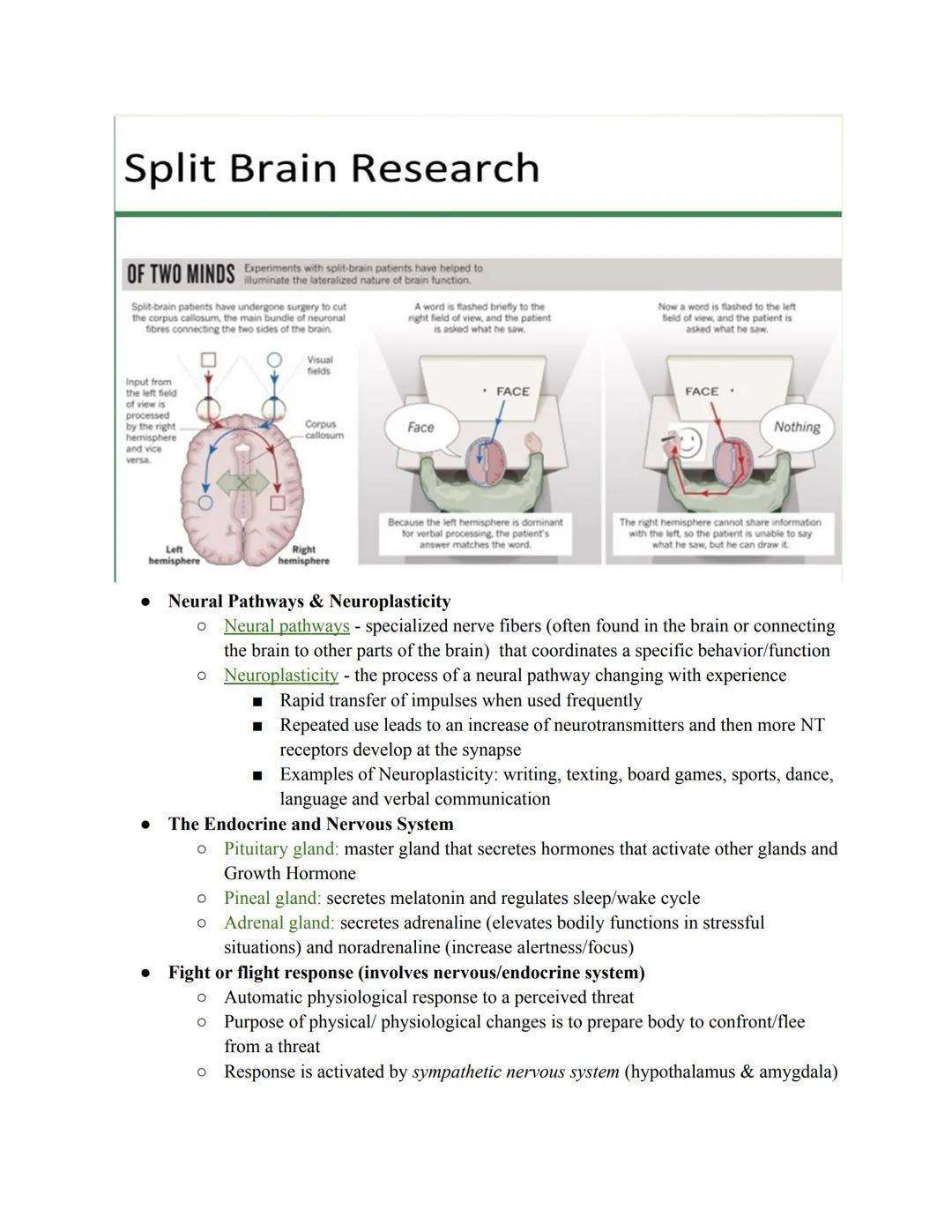 # Unit 2: Biopsychology

The biological roots of behavior and thought. It connects the brain, nervous system,and
neurotransmitters to though