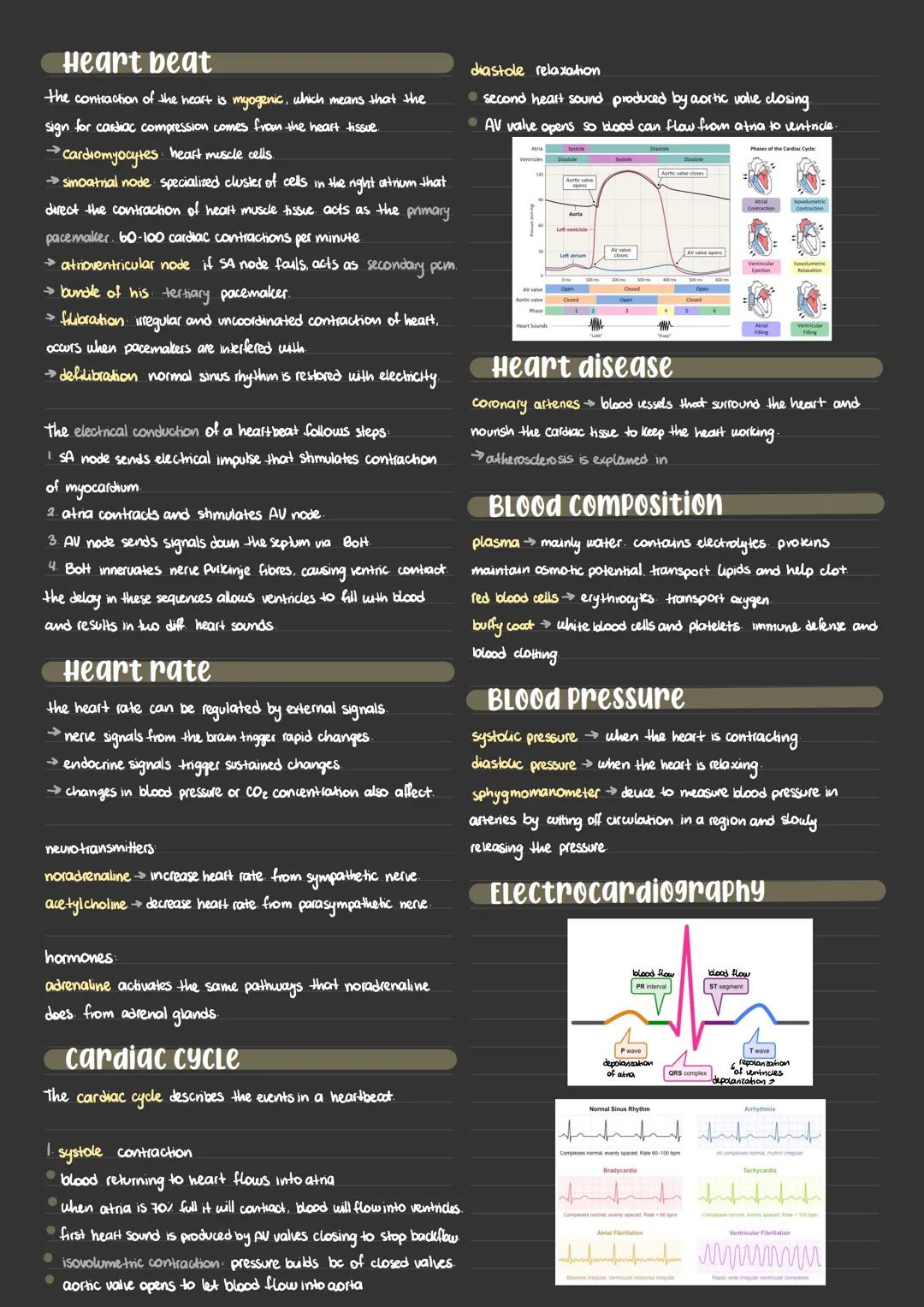 6.2. Circulatory System

ideas before and after William Harvey heart as a pump
separate circulation for lungs.
The heart has four chambers
a