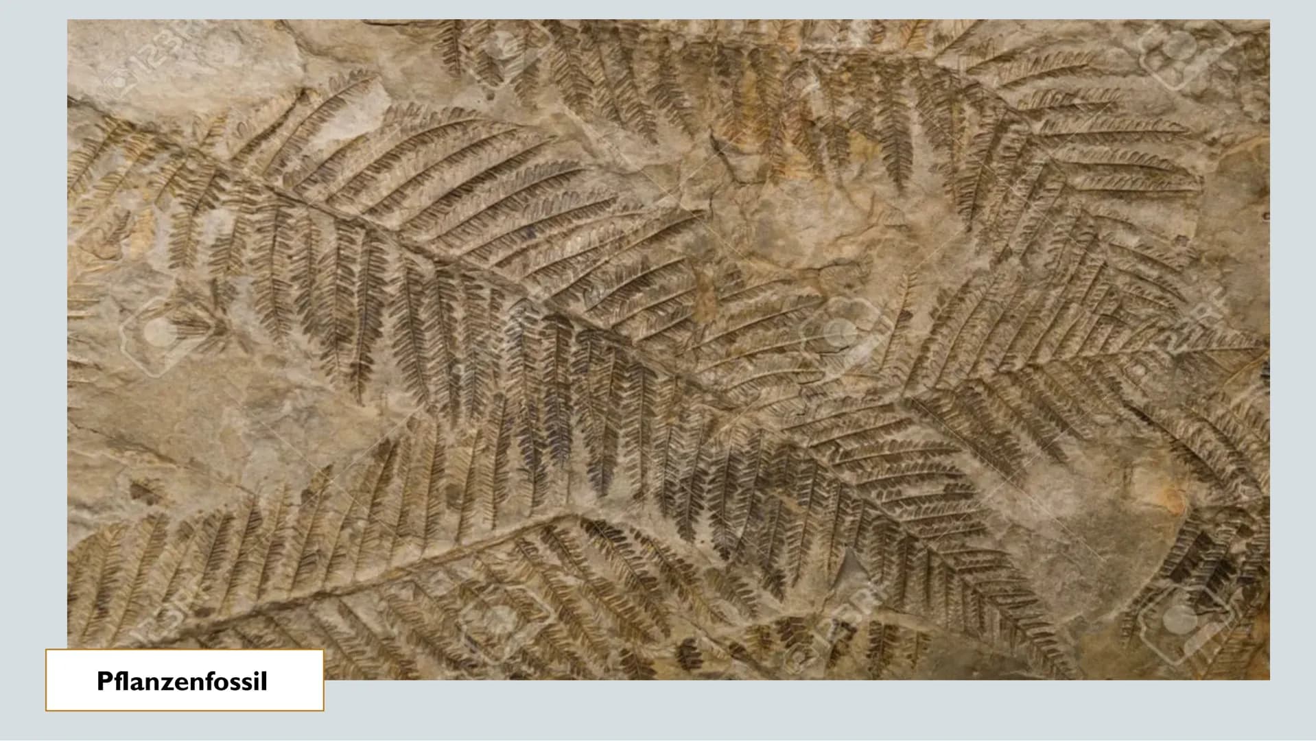 # FOSSILIEN

20.01.22

Chantal Rehmet & Ylva Liese GLIEDERUNG

Was sind
Fossilien?

Charles Darwin

Evolutions-
theorie

Entstehung

Altersb