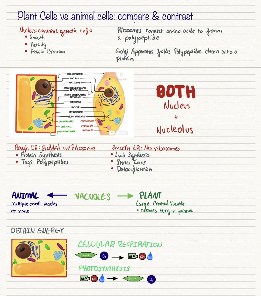 # Plant Cells vs animal cells: compare & contrast
Nucleus contains genetic info
- Growth
- Activity
- Protein Creation

CELL MEMBRANE
NUCLEU