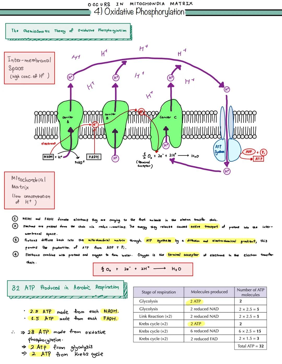 OCCURS IN MITOCHONDIA MATRIX
4) Oxidative Phosphorylation.

The Chemiosmotic Theory of Oxidative Phosphorylation

Inter-membranal
Space
(hig